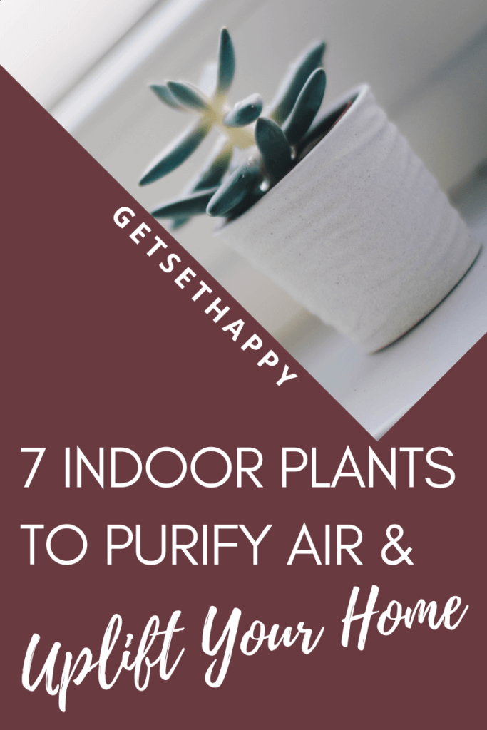 Air purifying  indoor plants 