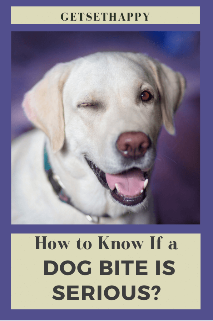 How to Know If a Dog Bite Is Serious?