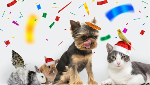 Christmas Gift Ideas for the Furry Babies